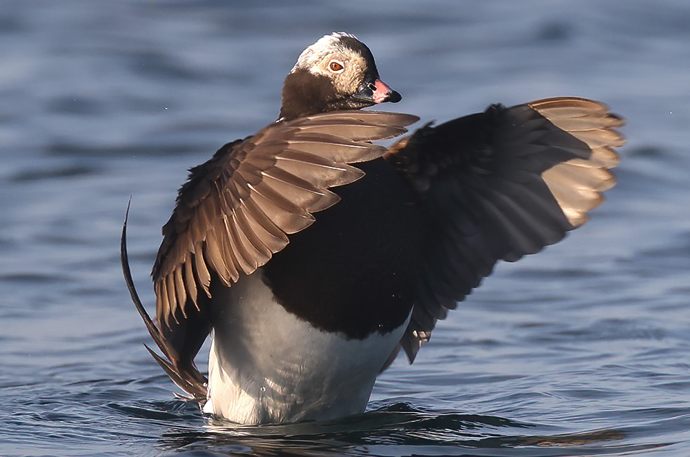 Long-tailed duck